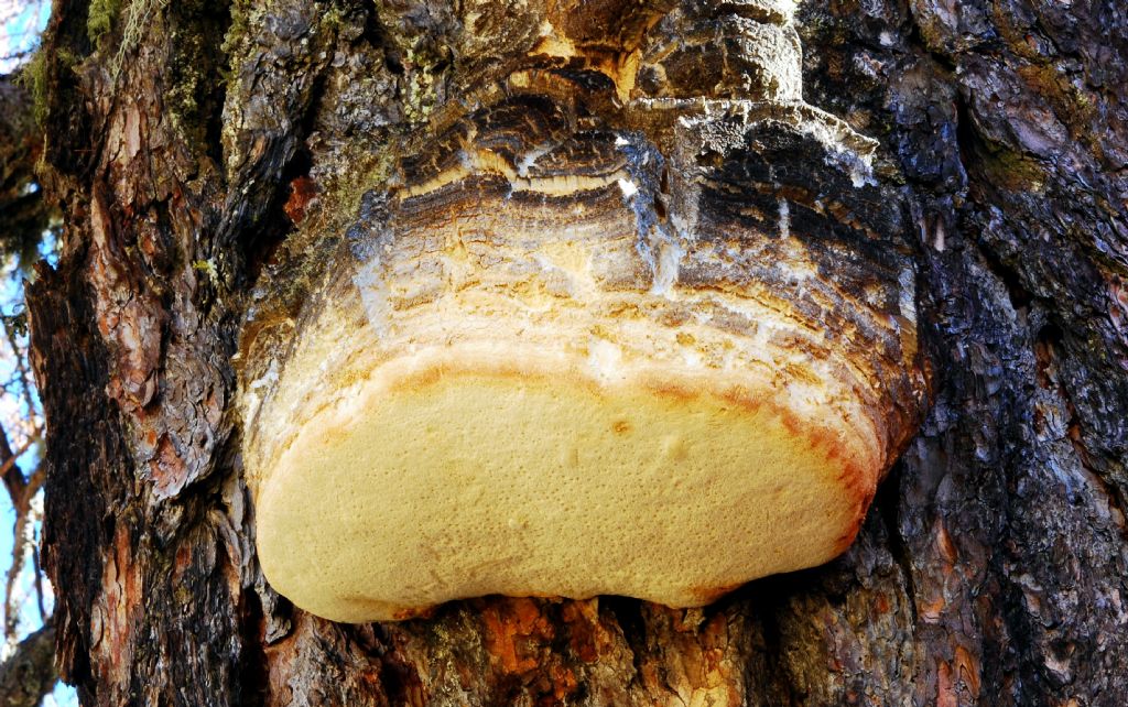 Fomitopsis officinalis